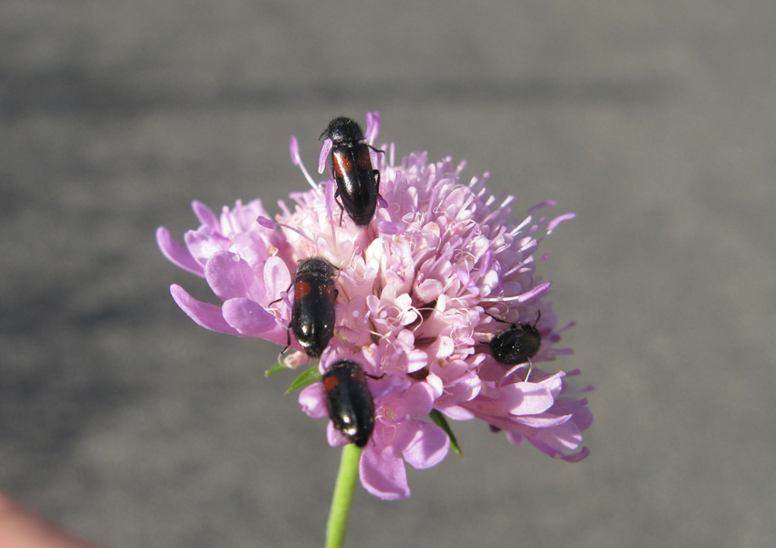 Divales bipustulatus, Dasytidae